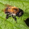 Bombus pascuorum